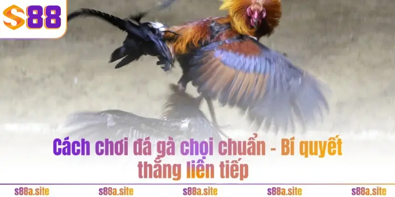 Đá gà chọi - Khám phá tinh hoa môn thể thao dân gian 2 Cách chơi đá gà chọi chuẩn – Bí quyết thắng liên tiếp