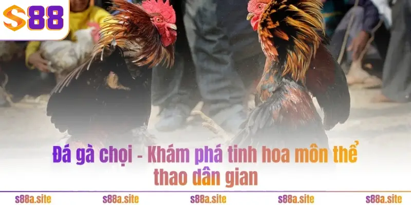 Đá gà chọi