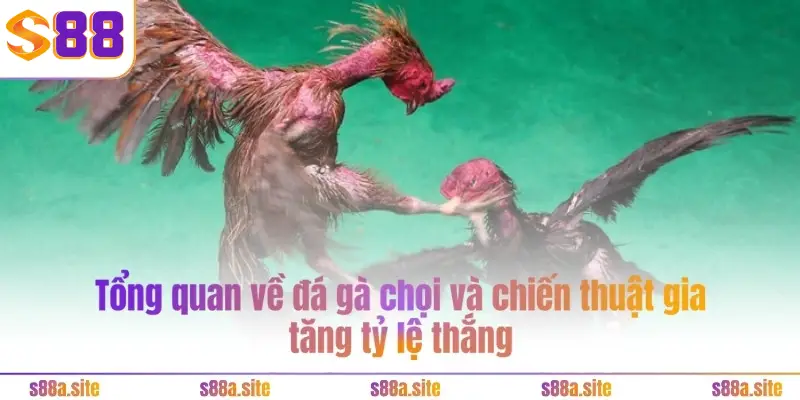 Đá gà chọi - Khám phá tinh hoa môn thể thao dân gian 1 Tổng quan về đá gà chọi và chiến thuật gia tăng tỷ lệ thắng