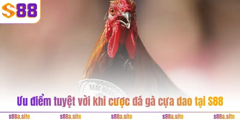 Ưu điểm tuyệt vời khi cược đá gà cựa dao tại S88