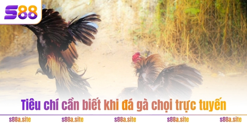 Đá gà chọi - Khám phá tinh hoa môn thể thao dân gian 3 Tiêu chí cần biết khi đá gà chọi trực tuyến