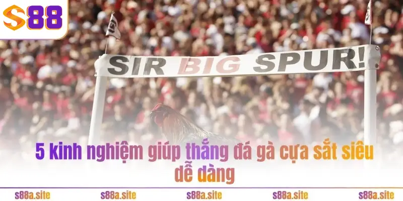 Bí kíp đá gà cựa sắt - Tăng tỷ lệ thắng lên tới 90% 2 5 kinh nghiệm giúp thắng đá gà cựa sắt siêu dễ dàng