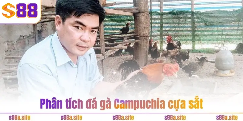 Bí kíp đá gà cựa sắt - Tăng tỷ lệ thắng lên tới 90% 3 Phân tích đá gà Campuchia cựa sắt