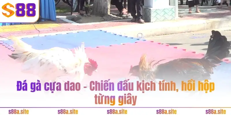 Đá gà cựa dao