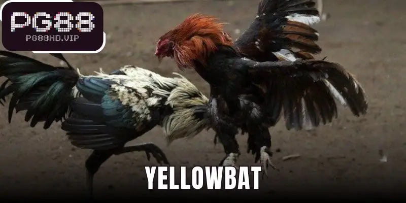 Yellowbat